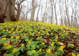 Winterlinge  Gelbe Pracht In Jena 2024 01